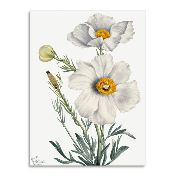 Quadro Stampa su Tela con Telaio in Legno Mary Vaux Walcott - Matilija Poppy