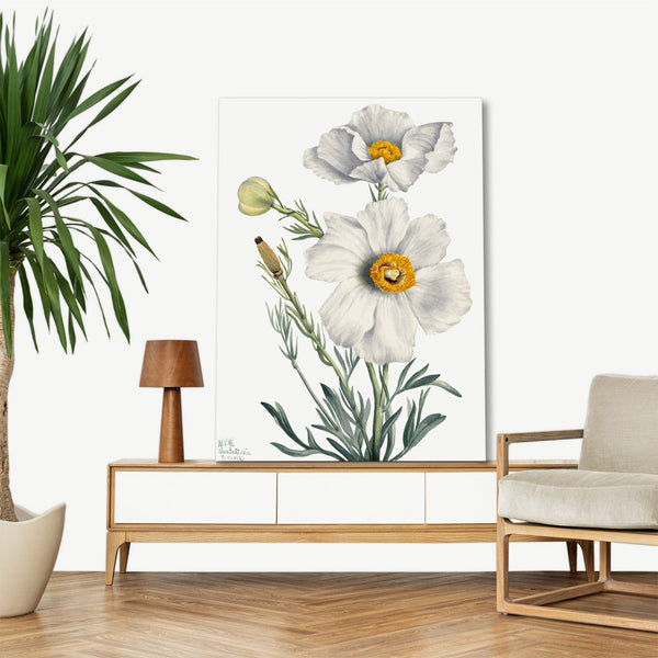 Quadro Stampa su Tela con Telaio in Legno Mary Vaux Walcott - Matilija Poppy