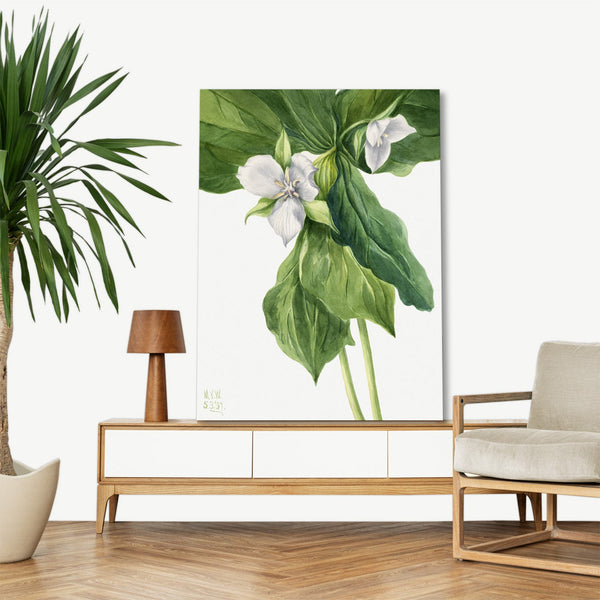 Quadro Stampa su Tela con Telaio in Legno Mary Vaux Walcott - Wake-Robin