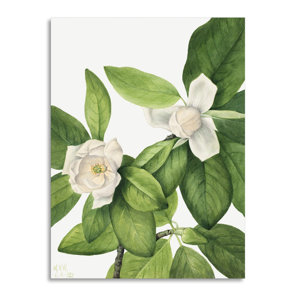 Quadro Stampa su Tela con Telaio in Legno Mary Vaux Walcott - Sweetbay