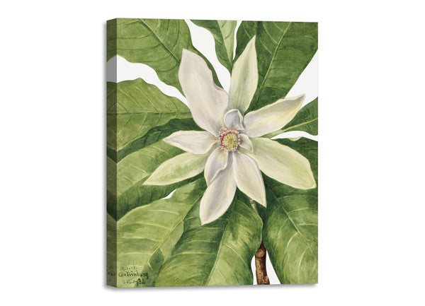 Quadro Stampa su Tela con Telaio in Legno Mary Vaux Walcott - Umbrella Tree