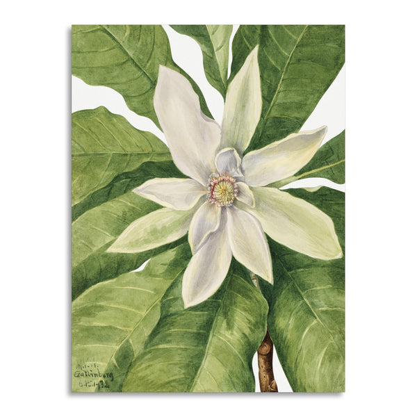 Quadro Stampa su Tela con Telaio in Legno Mary Vaux Walcott - Umbrella Tree