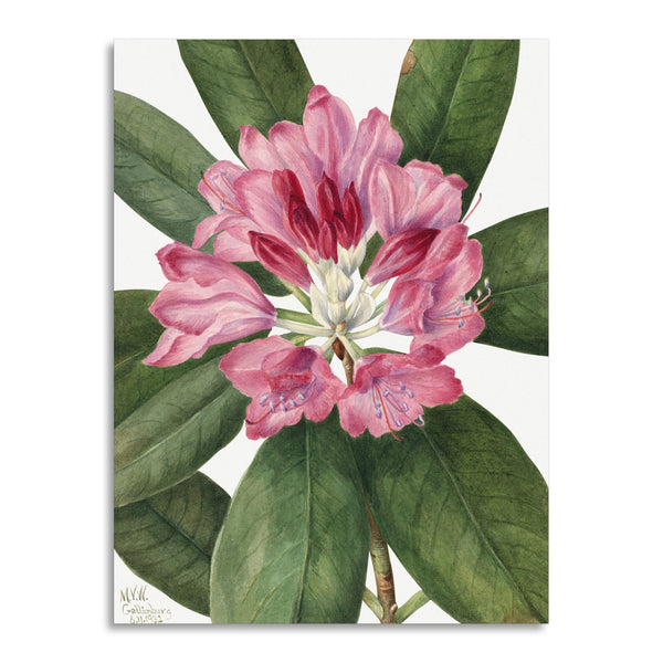 Quadro Stampa su Tela con Telaio in Legno Mary Vaux Walcott - Mountain Rose Bay