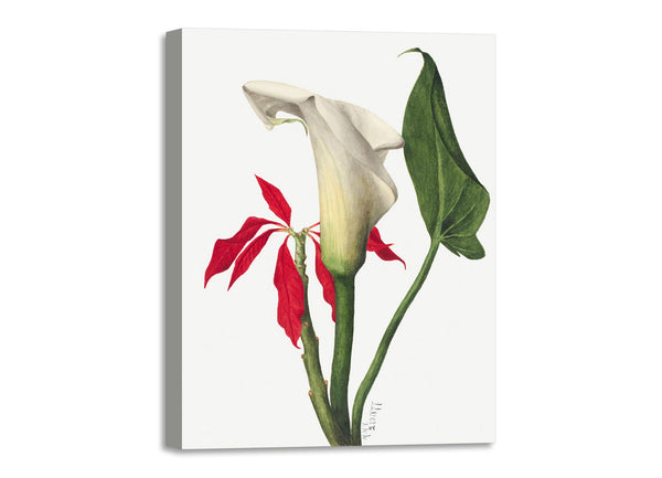 Quadro Stampa su Tela con Telaio in Legno Mary Vaux Walcott - Calla Lily