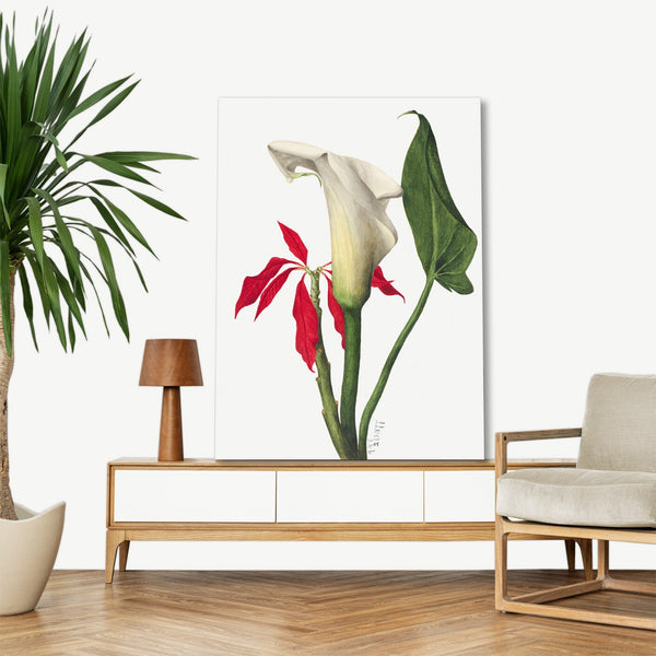 Quadro Stampa su Tela con Telaio in Legno Mary Vaux Walcott - Calla Lily