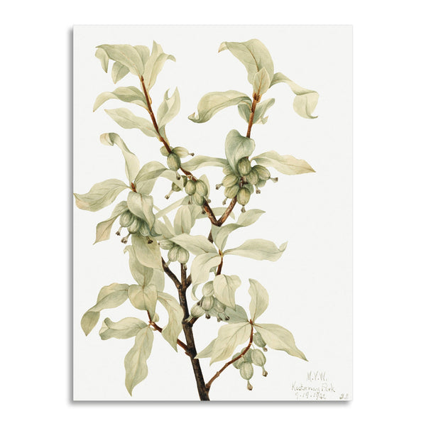 Quadro Stampa su Tela con Telaio in Legno Mary Vaux Walcott - Calla Lily