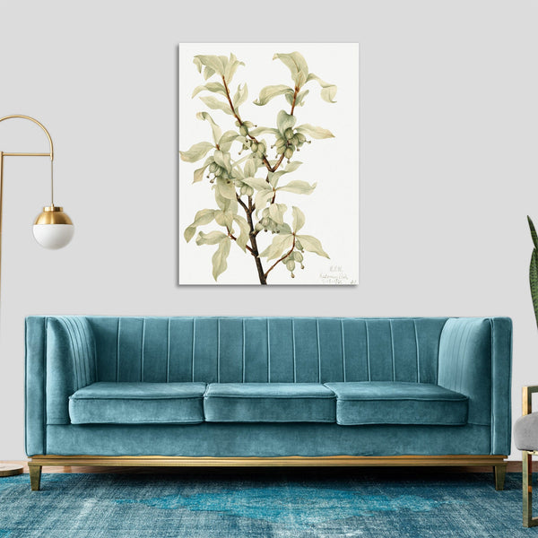 Quadro Stampa su Tela con Telaio in Legno Mary Vaux Walcott - Calla Lily