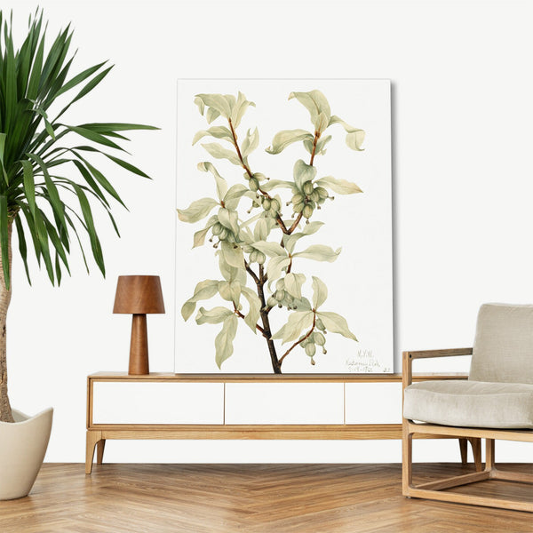 Quadro Stampa su Tela con Telaio in Legno Mary Vaux Walcott - Calla Lily