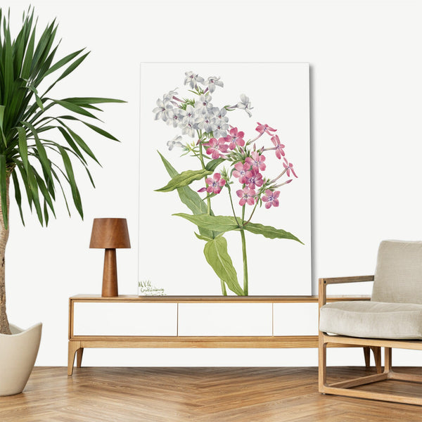 Quadro Stampa su Tela con Telaio in Legno Mary Vaux Walcott - Perennial Phlox