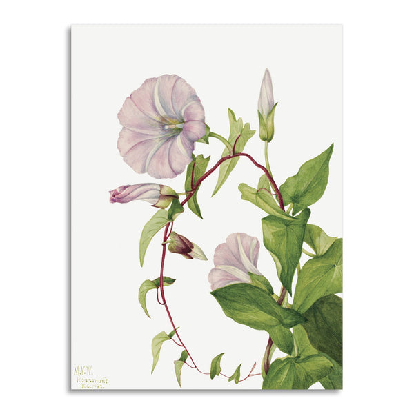 Quadro Stampa su Tela con Telaio in Legno Mary Vaux Walcott - Hedge Bindweed