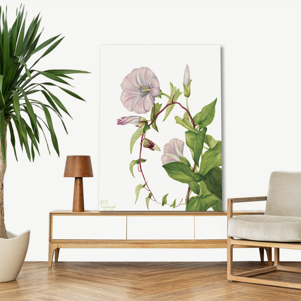Quadro Stampa su Tela con Telaio in Legno Mary Vaux Walcott - Hedge Bindweed