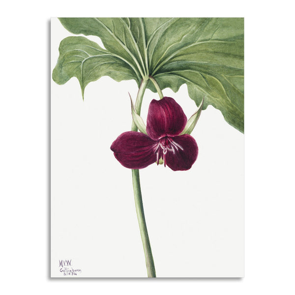 Quadro Stampa su Tela con Telaio in Legno Mary Vaux Walcott - Sweet Trillium