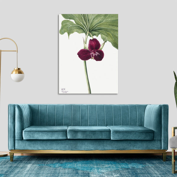 Quadro Stampa su Tela con Telaio in Legno Mary Vaux Walcott - Sweet Trillium