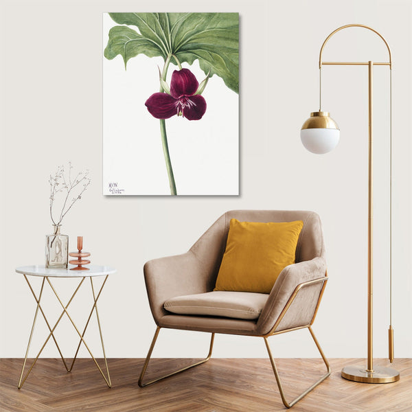 Quadro Stampa su Tela con Telaio in Legno Mary Vaux Walcott - Sweet Trillium