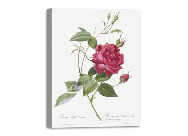 Quadro Stampa su Tela con Telaio in Legno Pierre-Joseph Redouté - Blood-Red Bengal Rose