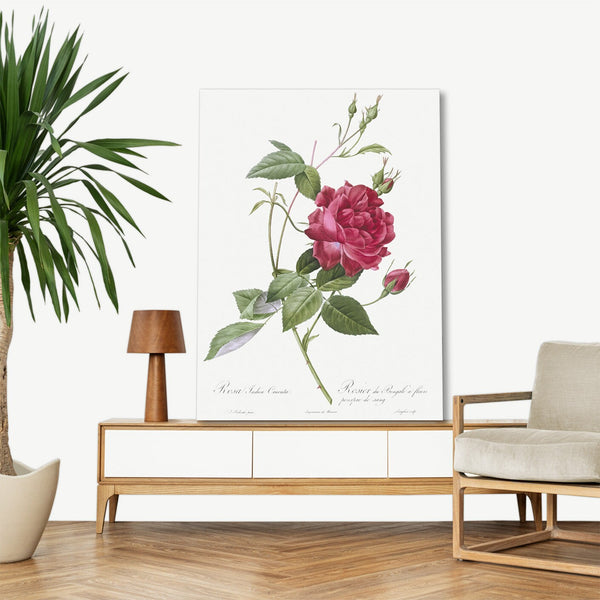 Quadro Stampa su Tela con Telaio in Legno Pierre-Joseph Redouté - Blood-Red Bengal Rose