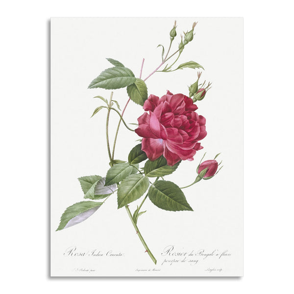 Quadro Stampa su Tela con Telaio in Legno Pierre-Joseph Redouté - Blood-Red Bengal Rose