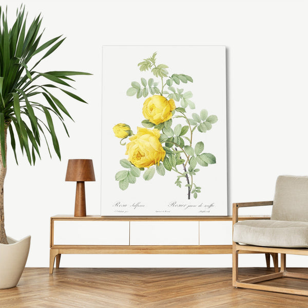 Quadro Stampa su Tela con Telaio in Legno Pierre-Joseph Redouté - Rosa hemisphaerica