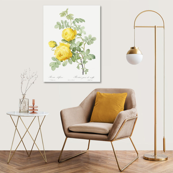Quadro Stampa su Tela con Telaio in Legno Pierre-Joseph Redouté - Rosa hemisphaerica