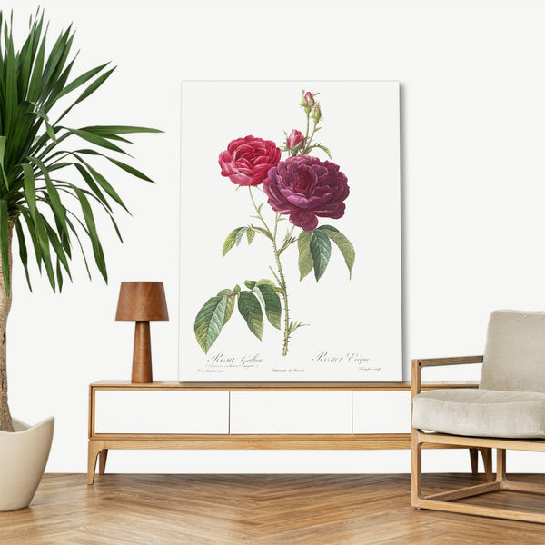 Quadro Stampa su Tela con Telaio in Legno Pierre-Joseph Redouté - Purple French Rose