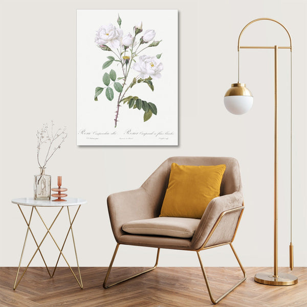 Quadro Stampa su Tela con Telaio in Legno Pierre-Joseph Redouté - Rosa campanulata