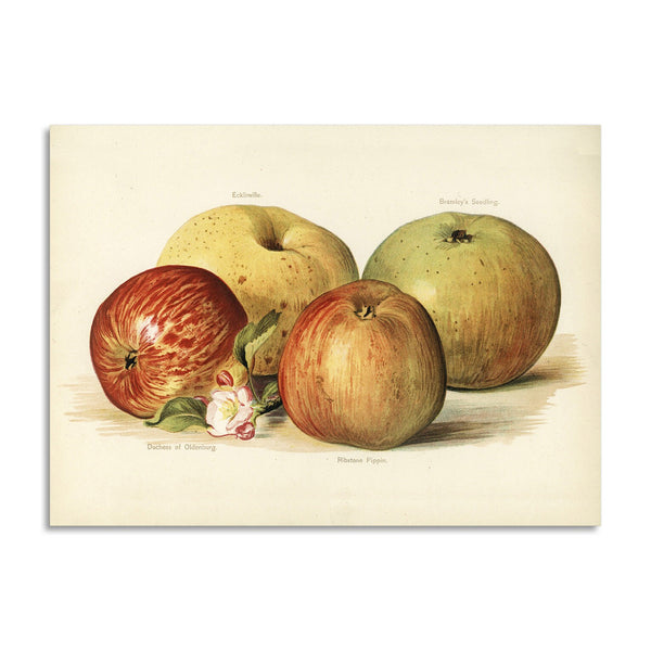 Quadro Stampa su Tela con Telaio in Legno John Wright - Apple