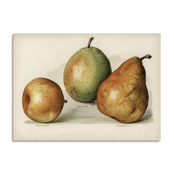Quadro Stampa su Tela con Telaio in Legno John Wright - Pears