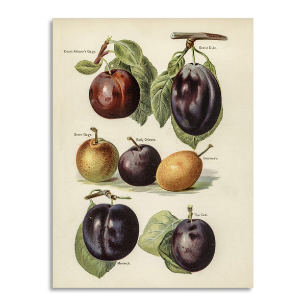 Quadro Stampa su Tela con Telaio in Legno John Wright - Grower’s