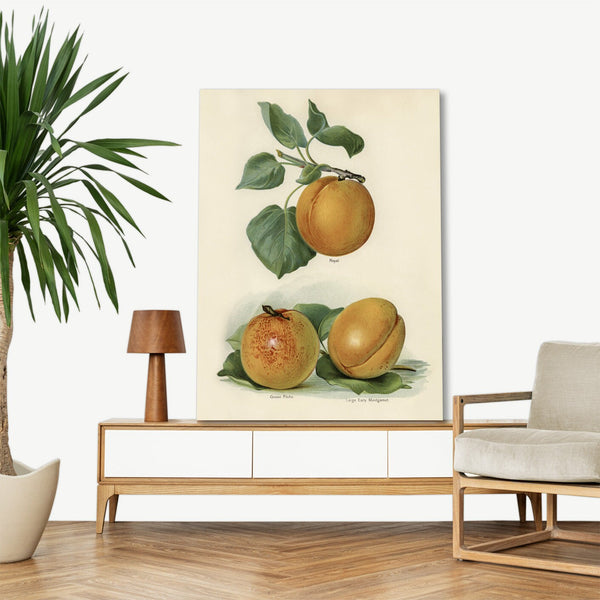 Quadro Stampa su Tela con Telaio in Legno John Wright - Apricot