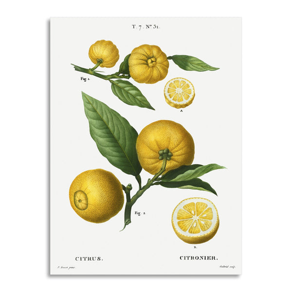 Quadro Stampa su Tela con Telaio in Legno Pierre-Joseph Redouté - Clusters of citrus
