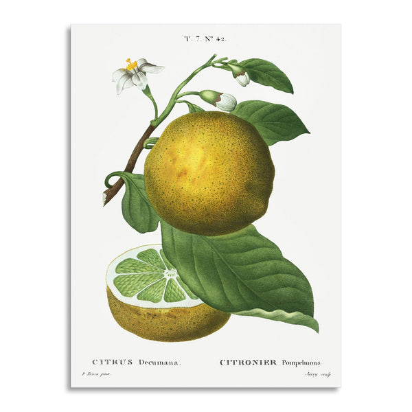 Quadro Stampa su Tela con Telaio in Legno Pierre-Joseph Redouté - Citrus