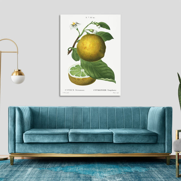 Quadro Stampa su Tela con Telaio in Legno Pierre-Joseph Redouté - Citrus