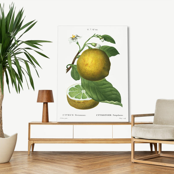 Quadro Stampa su Tela con Telaio in Legno Pierre-Joseph Redouté - Citrus
