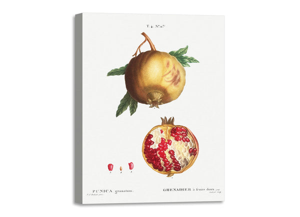 Quadro Stampa su Tela con Telaio in Legno Pierre-Joseph Redouté - Pomegranate