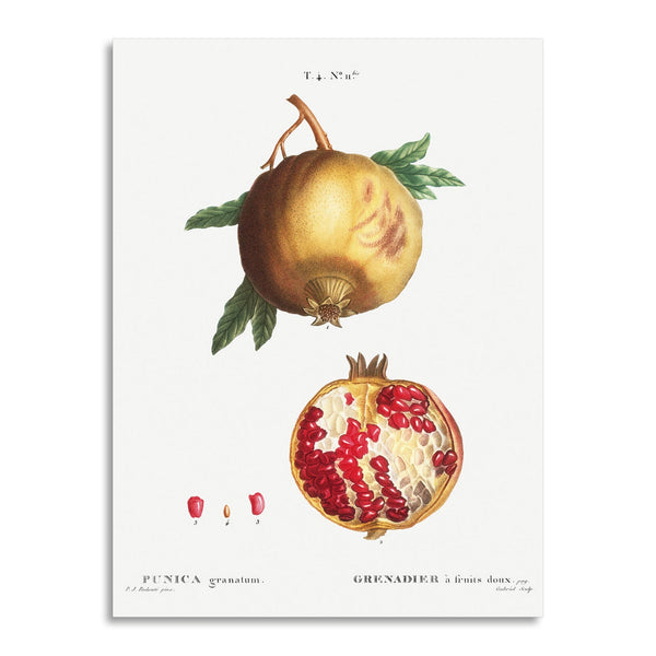 Quadro Stampa su Tela con Telaio in Legno Pierre-Joseph Redouté - Pomegranate