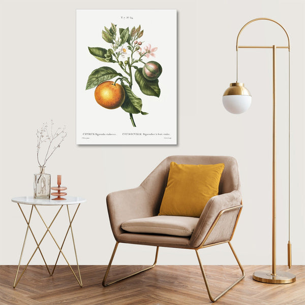 Quadro Stampa su Tela con Telaio in Legno Pierre-Joseph Redouté - Bitter orange