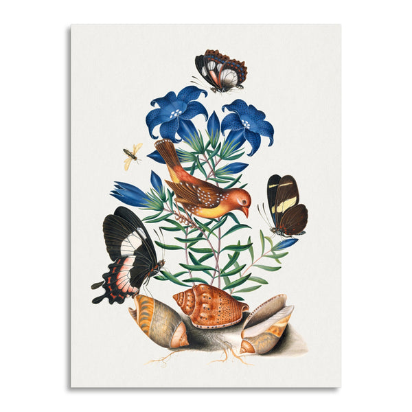 Quadro Stampa su Tela con Telaio in Legno James Bolton - Red Avadavat