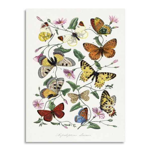 Quadro Stampa su Tela con Telaio in Legno Paul Gervais - Butterfly & moth painting