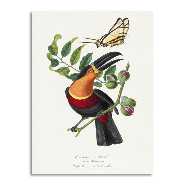 Quadro Stampa su Tela con Telaio in Legno Paul Gervais - Channel billed toucan bird painting