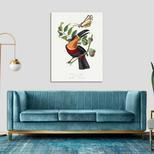 Quadro Stampa su Tela con Telaio in Legno Paul Gervais - Channel billed toucan bird painting