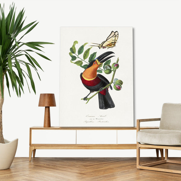 Quadro Stampa su Tela con Telaio in Legno Paul Gervais - Channel billed toucan bird painting