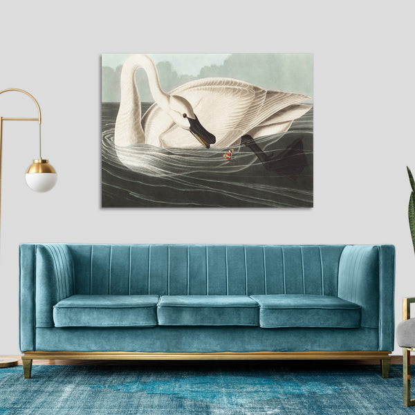 Quadro Stampa su Tela con Telaio in Legno John James Audubon - Trumpeter Swan from Birds of America