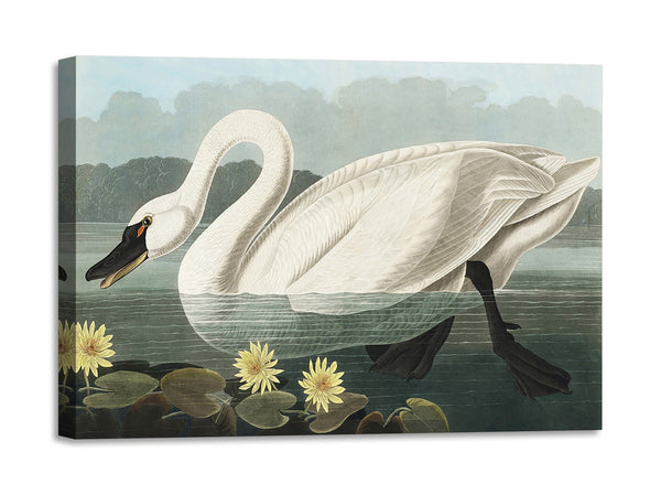 Quadro Stampa su Tela con Telaio in Legno John James Audubon - Common American Swan from Birds of America