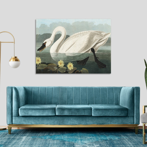 Quadro Stampa su Tela con Telaio in Legno John James Audubon - Common American Swan from Birds of America