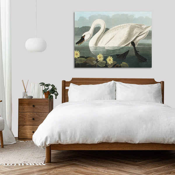 Quadro Stampa su Tela con Telaio in Legno John James Audubon - Common American Swan from Birds of America