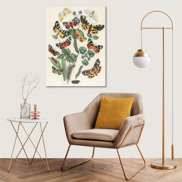 Quadro Stampa su Tela con Telaio in Legno William Forsell Kirby - Illustrations from the book European Butterflies and Moths