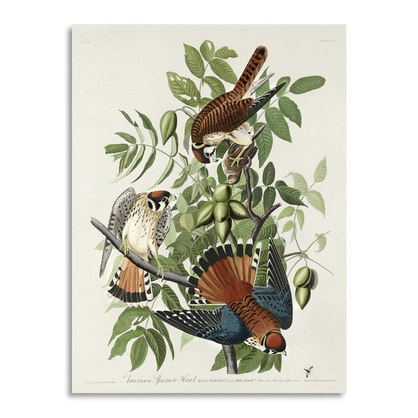 Quadro Stampa su Tela con Telaio in Legno John James Audubon - American Sparrow Hawk from Birds of America