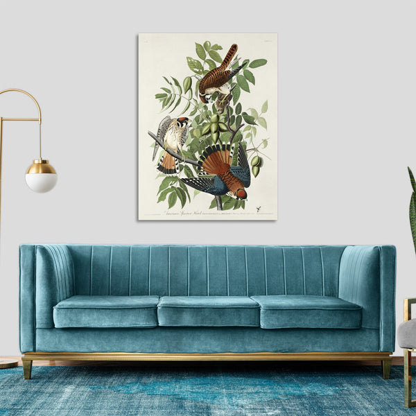 Quadro Stampa su Tela con Telaio in Legno John James Audubon - American Sparrow Hawk from Birds of America