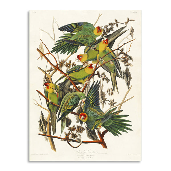 Quadro Stampa su Tela con Telaio in Legno John James Audubon - Carolina Parrot from Birds of America