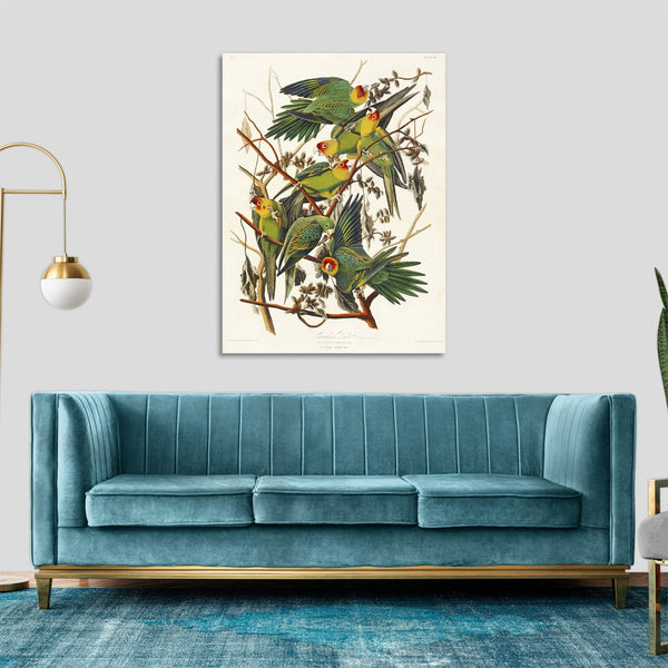 Quadro Stampa su Tela con Telaio in Legno John James Audubon - Carolina Parrot from Birds of America